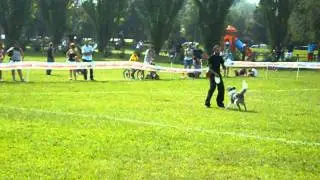 Luca Felician & Joy Disc Dog competition 9/11th/2011 brescia -italy-