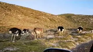 Ostriches having dinner and cross the road in Cape of Good Hope