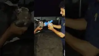 Oral Drench a KIK by using drenching gun