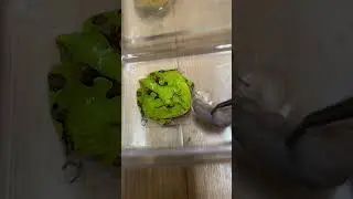 アマゾンツノガエル　Surinam Horned frog　Ceratophrys cornuta　#shorts #shortsvideo #両生類 #捕食