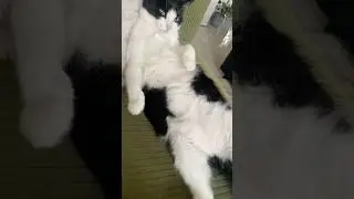 Ленивый день для помпона 😹 #кот #кошачьишорты #милый