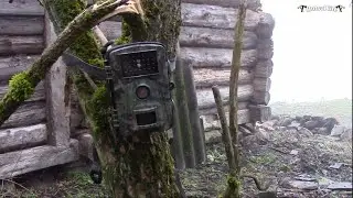 How to set APEMAN H45 photo trap?  Installation on a tree.