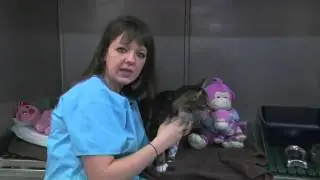 Les chats peuvent aussi se blesser en sautant !