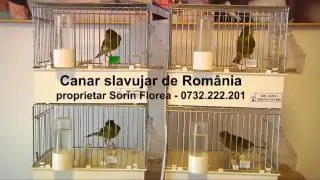 Canar slavujar de Romania - slavujar verde