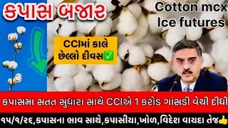 Cotton,કપાસમા સતત સુધારામાં વેપાર🔥સાથે ૧ કરોડ ગાંસડીનું વેચાણ✅વેચવાલી સામે કેવા ભાવ,ન્યુયોર્ક પણ તેજ