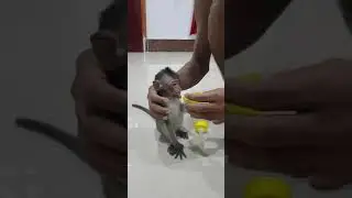 Teaching Lucas monkey