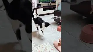 Funny CAT Moments 😂😂 episode 7842 #funnycats #cats #funnyanimals #petsofinstagram