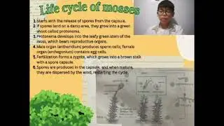 Life Cycle Non-Flowering Plants FHLC G-6 Matthew A Sy 2025-2026 