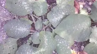 La borragine pianta selvatica in cucina, cosmetica ed erboristeria