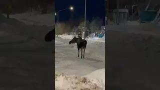Lonely Moose by Anchorage Airport  #alaska #travel #viral #snow #winter #lastfrontier #nature #feel