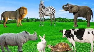 Unique Animal Features - Lion, Zebra, Elephant, Rhinoceros, Turtle, Rabbit - Wild Animals