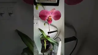 The king of #Phragmipedium! Phrag Fritz Schomberg is a stunning #orchid hybrid with huge #flowers!