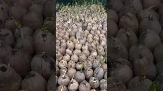How to Coconut germination in the nursery || #shorts || @agronet1