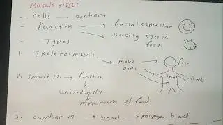 Muscle tissue-Biology grade12-chapter1-section1-with english explanation