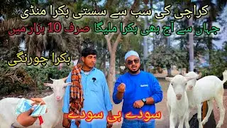 Cheapest price Bakra mandi Karachi | Bakra chourangi Sirf 10k ka Bakra 😍 #cattlesjunoon #bakramandi