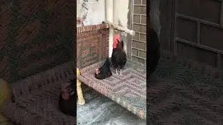 Mr. Bombastic🐓🐤❤️#pets #cutebird #chicken #bird #hens #love #rooster #couple #pair #shorts