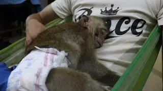 Cute Monkey Nona Lovely Sleeping Compilation With Daddy| Dad's Chest Is  Warm Pla
