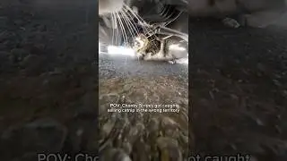 Wrong block to hustle on 😾#cats #catcam #catadventures #catlife #catpov #catlover