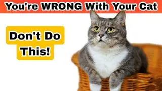If You're doing this With Your Cat, You're WRONG!