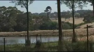 Screaming Cat - Julian Millichamp takes you through the willow growing process