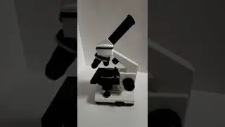 A Microscope Series: Blueberry #microscope #science