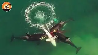 The Ruthless Hunt of Orcas Against the Ocean&rsquo;s Apex Predators | Wild Animals