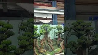 Aquascape tema bonsai di bisma aquatic uk 1meter🥰 #aquascape #fypシ #aquascapegallery
