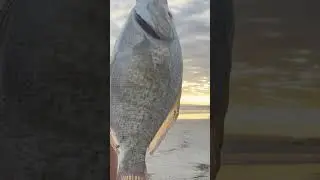 ALMOST 3 POUND SURF PERCH!!! #fishing #surffishing #surfperch #fish #perch #fishingvideo #sunset