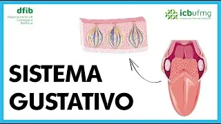 Sistemas sensoriais químicos -  Gustativo
