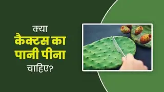 Cactus Water | कैक्टस का पानी क्यों है ट्रेंड में? Health Benefits of Cactus Water