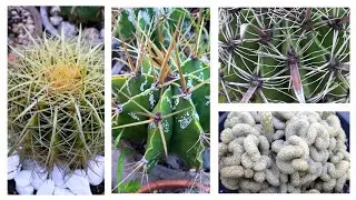 CACTOS COM NOMES ENGRA&Ccedil;ADOS 😂