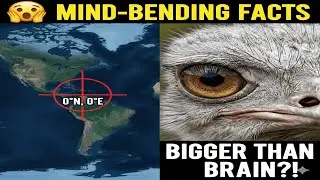 Ostrich Eye is BIGGER Than Its Brain? (3 Facts You Didn't Know Exist)