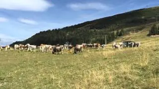 Cow feeding at HochZeiger Jerzens central station Pitztal