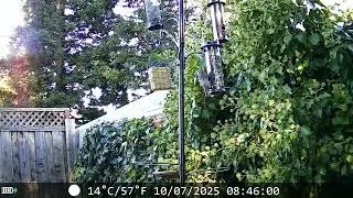 Native Birds of the East Bay