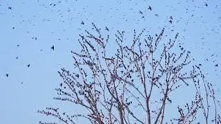 Stock Video - Starlings flying around a tree against a blue sky in slow motion