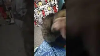 The post showcases a 14-second video of a tabby cat gently pawing at its sleeping owner's face