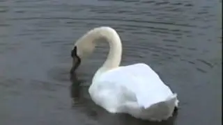 Seebildung bei R&ouml;blingen am See - 8. Oktober 1996