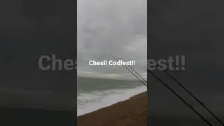 Codling galore from Chesil Beach