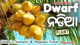 ନଡିଆ ଚାରା Coconut 🌴Plant in Odisha 7077276762 #Basudevpur #Bhadrak #greenleafy #golapnursery #odisha