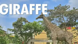 Giraffe | Two Minute Short Film.