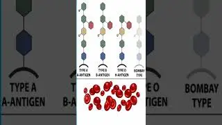 What is Bombay Blood Group? #science #biology #sciencefacts #shorts #gk #gkinhindi