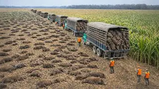 How Texas Dealt With 2 Million Feral Hogs That Made People Unable To Mock Them