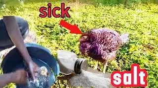 SALT WATER MIRACLE! 🧂💦 Save Your Sick Chicken NOW!🔥