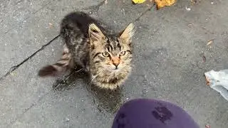 Why are Cats so Popular in Turkey? | Feeding Istanbul Stray Cats