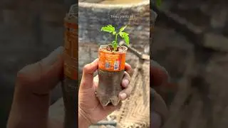 Very, very easy way to growing Neem tree from seed step-by-step | neem tree grow in a plastic bottle