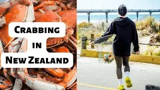 Fun Crabbing Experience | New Brighton Pier | New Zealand | 4K | Lalapalooza