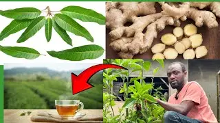 What happens to your body if you drink mango leaves tea for 3 months