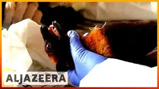 🇹🇭 Thai scientists test bats and pigs for viruses passed to humans | Al Jazeera English
