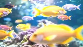 Relaxing Aquarium 4K for Deep Sleep  Soothing Underwater Music