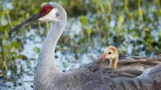Baby crane first steps.